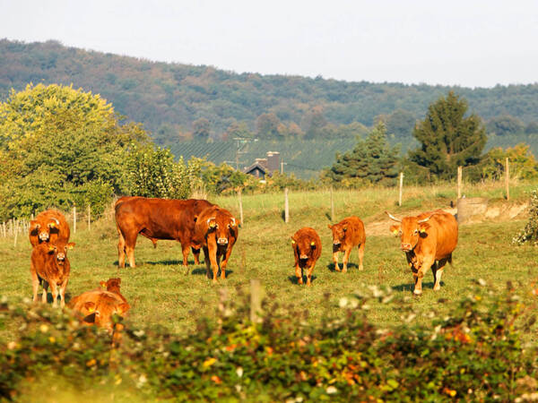 Braune Kühe stehen auf einer Wiese