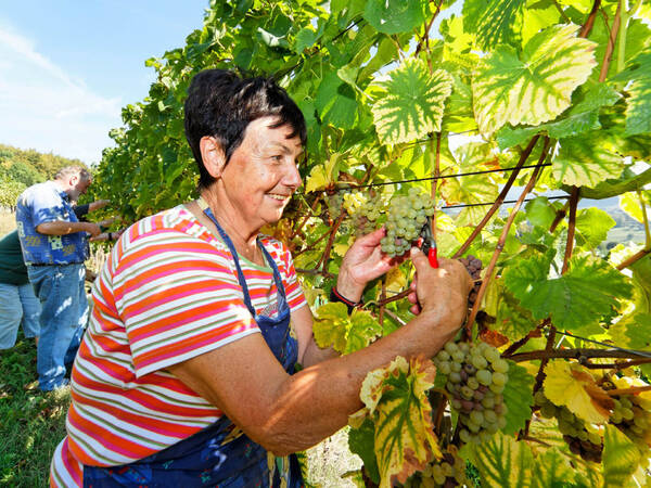 Eine Frau steht zwischen den Weinreben und erntet die Trauben